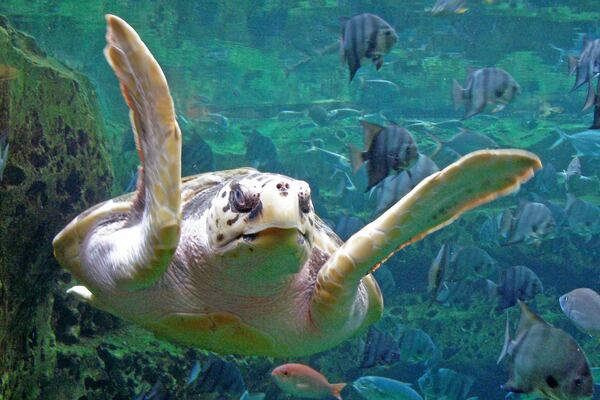 Through research efforts, the Georgia Aquarium is able to rehabilitate and release loggerhead sea turtles back into their natural habitats, according to its website. The aquarium also provides satellite tagging for turtles, which allows them to be tracked after their release. The endangered loggerhead sea turtle nests in several wildlife refuges on the Georgia Coast. Georgia Aquarium partners with the US Fish and Wildlife Service and the Caretta Project to survey these nesting areas to better understand the needs of both adults and offspring, and how to protect them. Photo credit: Shel Miller.