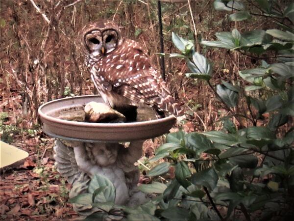 Jean Pell of Bartow County shared a photo she shot last January. "I opened my curtain to watch birds and discovered a Barred Owl in my birdbath. They are common in our parts but this was an uncommon sighting. He/She was calm and allowed me to take several photos. Made my day!" she wrote.