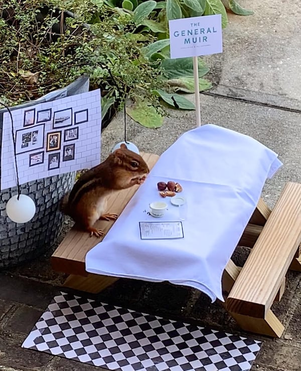 During the pandemic, Angela Hansberger of metro Atlanta began decorating a tiny outdoor picnic table and feeding a wild chipmunk she named Thelonious Munk. Hansberger, a freelance food and spirits writer for The Atlanta Journal-Constitution, regularly posts photos of the chipmunk scenes online. (Photo courtesy of Angela Hansberger)