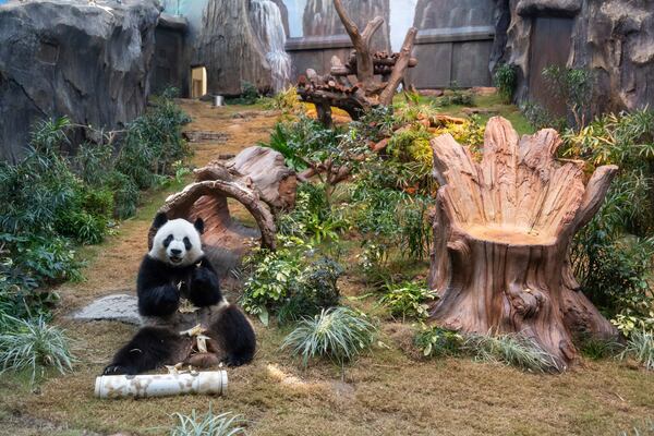 The Beijing-gifted giant panda Ke Ke makes her debut appearance to media in Ocean Park during a preview event in Hong Kong, Monday, Dec. 2, 2024. (AP Photo/Chan Long Hei)