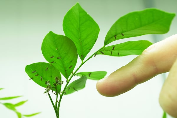 Dr. Lukasz Stelinski, an entomology professor at the University of Florida, Institute of Food and Agricultural Sciences' Citrus Research and Education Center, shows an orange jasmine plant infected with Asian citrus psyllids, Wednesday, Feb. 19, 2025, in Lake Alfred, Fla. (AP Photo/Marta Lavandier)