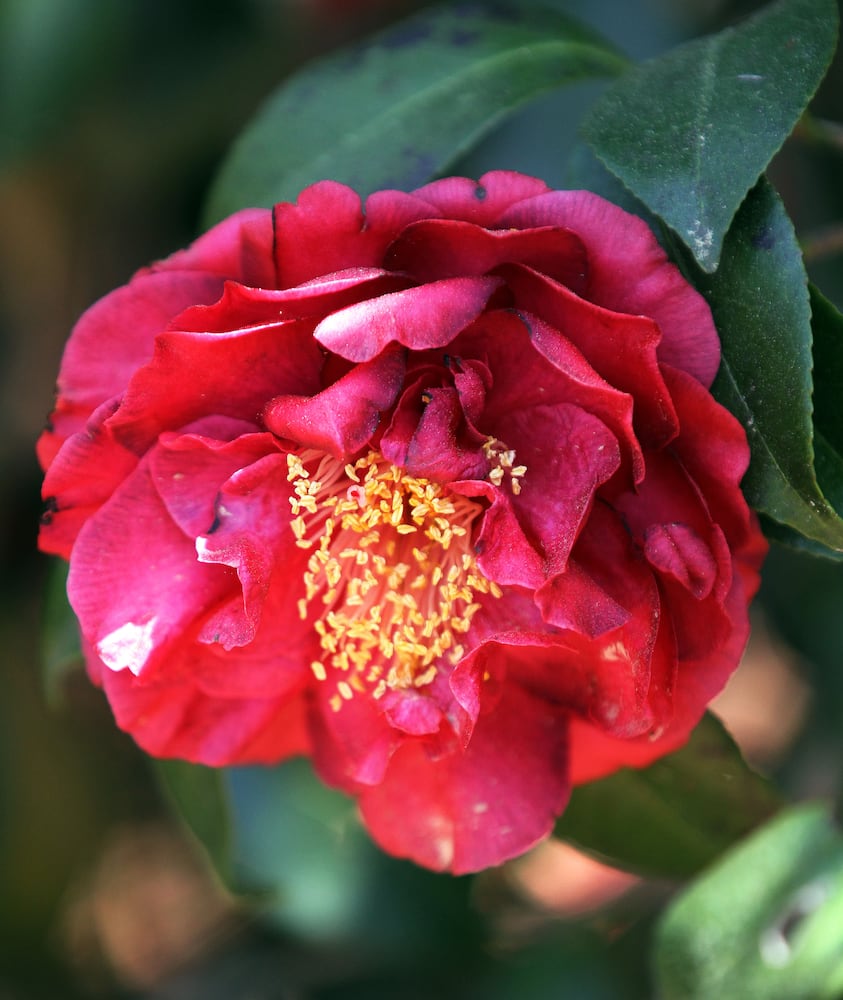 Augusta National Golf Club, which was originally built on the former 365-acre Fruitland Nurseries, is full of blooming flowers.