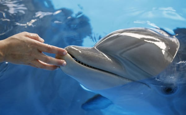 The prosthetic-tailed dolphin that starred in the “Dolphin Tale” movies may be fighting a gastrointestinal infection, officials said. The Clearwater Marine Aquarium said in a news release on Sunday that staff members noticed on Nov. 1 that Winter, above, was not eating and was acting abnormally. Initial bloodwork showed the possible infection. (AJC file photo)