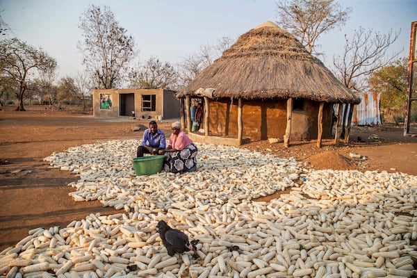 Kenias Chikamhi and his wife Chanatsi Cheku harvest corn in Chiredzi, Zimbabwe, Wednesday, Sept. 18, 2024. (AP Photo/Aaron Ufumeli)