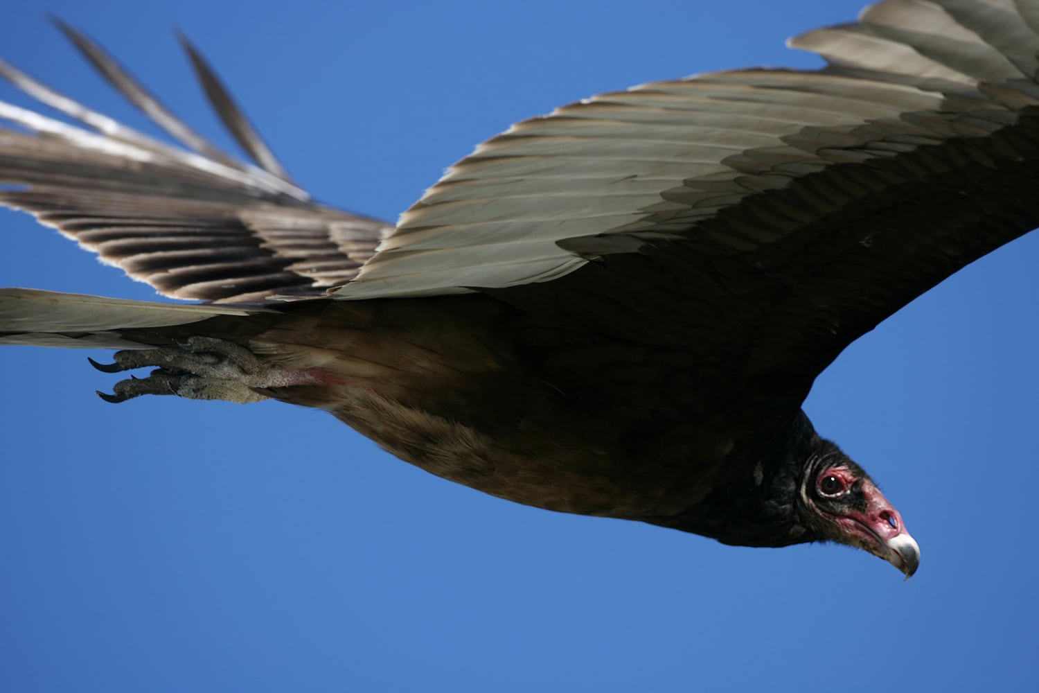 Coastal birds of Georgia