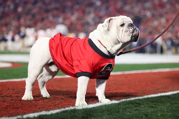 Uga XI, also known as Boom, is eager for the Georgia Bulldogs to defeat Texas.