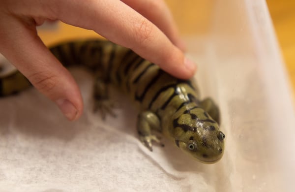 Kids touch the Salamanders at the Amphibian Foundation during Atlanta Science Festival Saturday, March 9, 2019. STEVE SCHAEFER / SPECIAL TO THE AJC