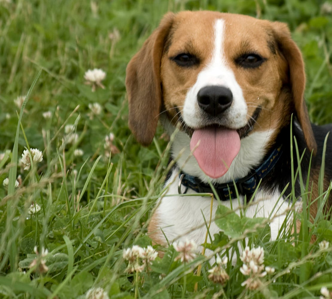 17 least-intelligent dog breeds