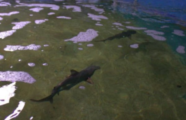 Several sharks are seen here in a pool in a basement in a New York home. Out of the 10 sharks found in the home, three were dead. 