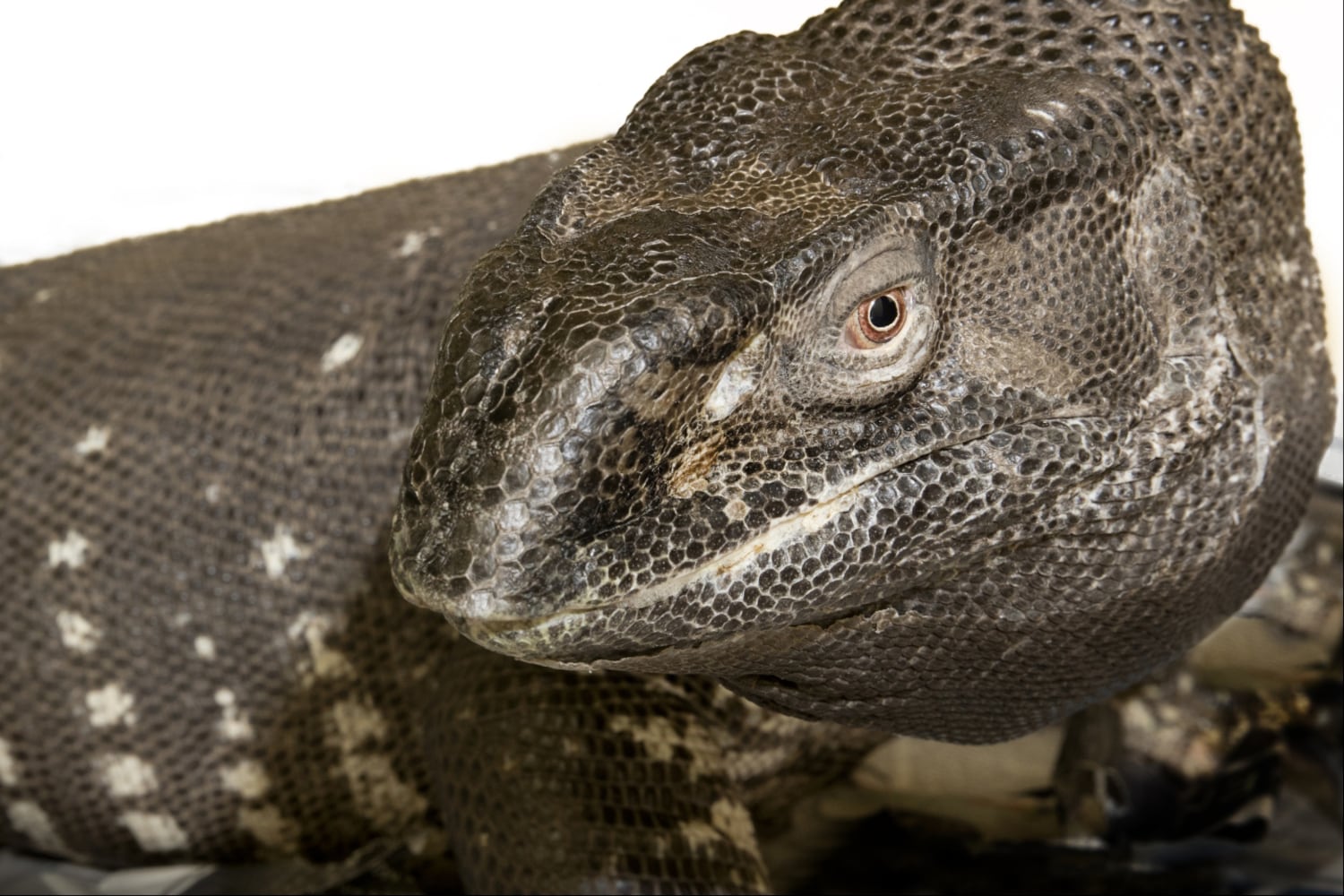 Brock the black throated monitor