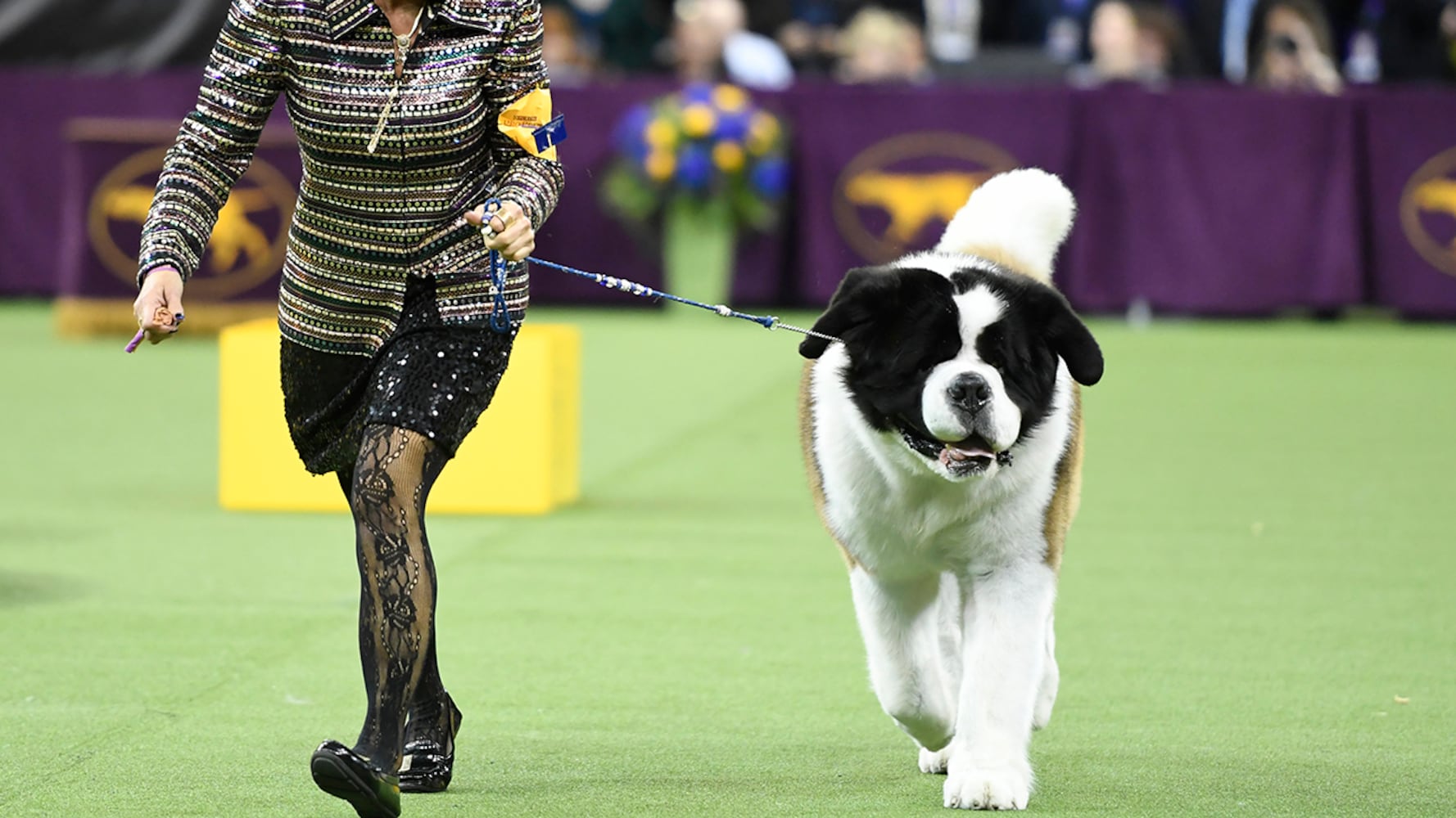 2019 Westminster Dog Show