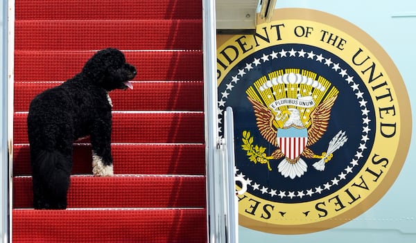 FILE - Presidential pet Bo climbing the stairs of Air Force One at Andrews Air Force Base, Md. for a flight to Chicago with President Barack Obama, Aug. 4, 2010. (AP Photo/Cliff Owen, File)