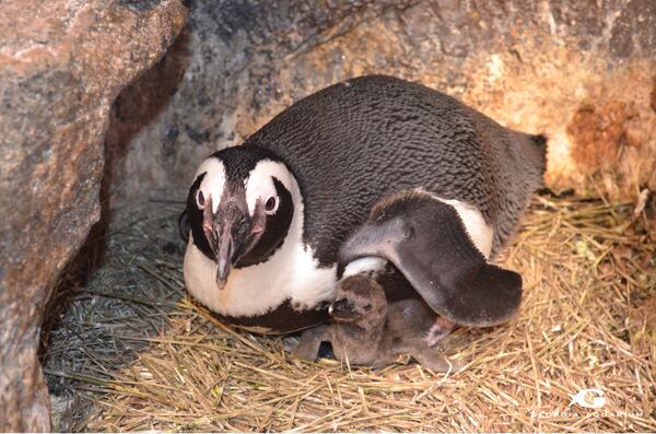 Four chicks made their debut to their penguin parents throughout the month of January and are being monitored daily by Aquarium and veterinary care staff.