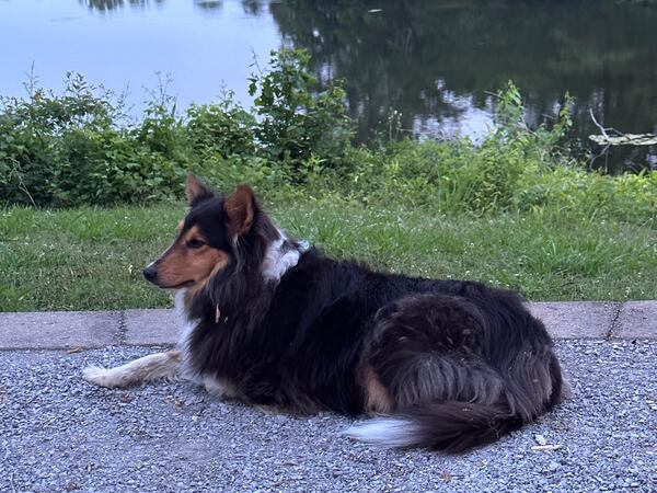 No Yellow Dogs here. Blue is a true blue Scotch collie who calls Leonard Presberg, Fayette County Democratic chair, her person. (Courtesy photo)