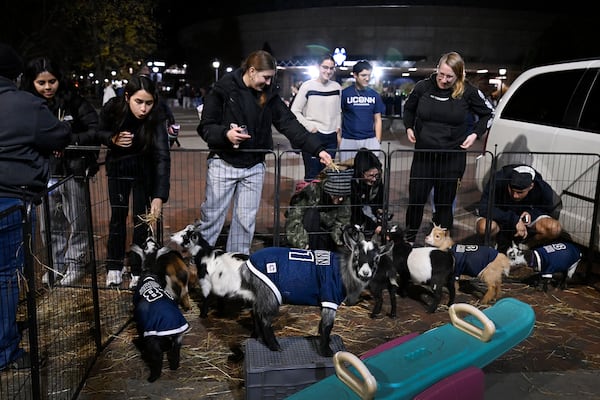 Fans play with goats in a small petting zoo outside of Gampel Pavilion at a Fan Fest prior to an NCCA basketball game between UConn and Fairleigh Dickinson, Wednesday, Nov. 20, 2024, in Storrs, Conn. (AP Photo/Jessica Hill)