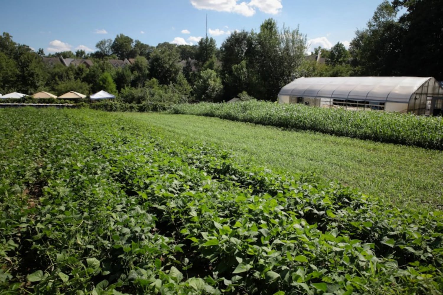 Love is Love 2 -- Urban farming in Atlanta