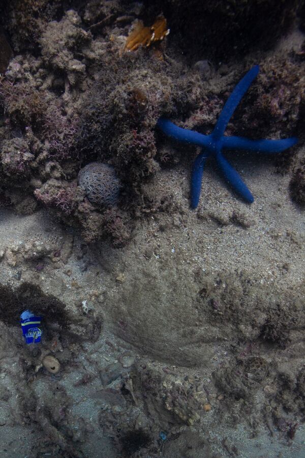 Trash, left, is visible near a blue sea star off the coast of Nha Trang, Vietnam, Oct. 24, 2024. (AP Photo/Yannick Peterhans)