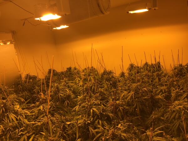 Several of the homes raided  were growing rooms and entire basements full of suspected marijuana. (Credit: Lawrenceville Police Department)