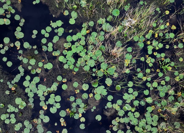 Water lilies dot the landscape in the Okefenokee Swamp. Staff photo by Hyosub Shin / Hyosub.Shin@ajc.com