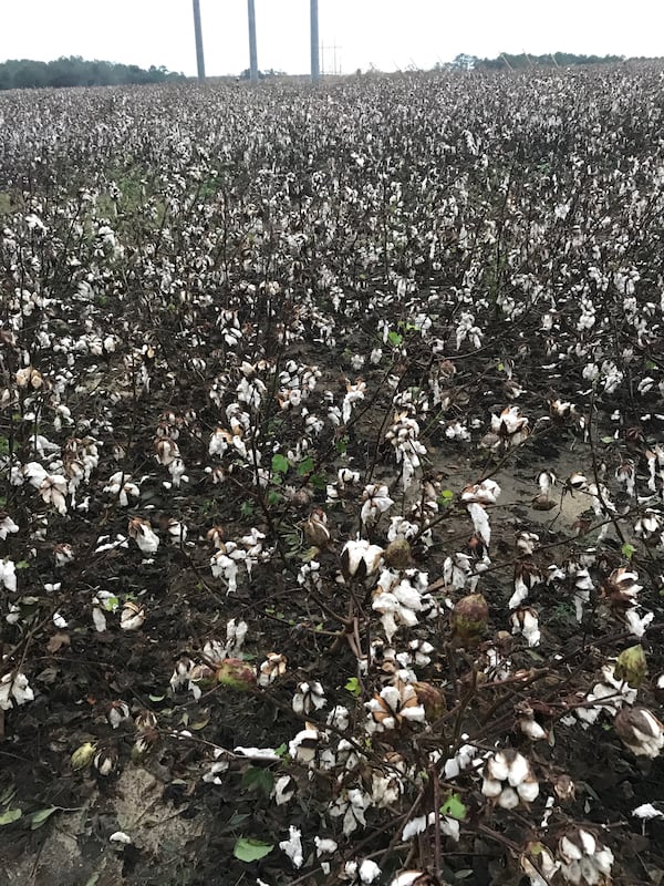 This cotton crop was battered by Michael in Moultrie, Ga. Agriculture officials estimated only 5 percent of Georgia's profitable cotton crop had been harvested before the storm arrived Wednesday. Photo courtesy: Georgia Agriculture Commissioner's Office