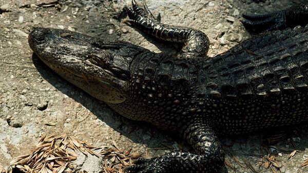 File photo of an alligator.