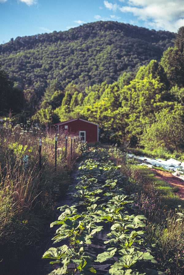 A row of okra grows at Chris Smith's experimental farm in Leicester, North Carolina. (Grace Dickinson for The Atlanta Journal-Constitution)