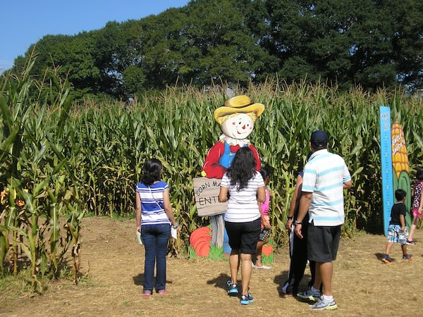 A large corn maze is one of the many activities at Uncle Shuck's. Courtesy of Uncle Shuck's/Ashley Glenn