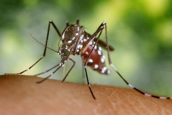 A woman in her 90s died from the West Nile Virus in DeKalb County on Thursday, health officials confirmed. 