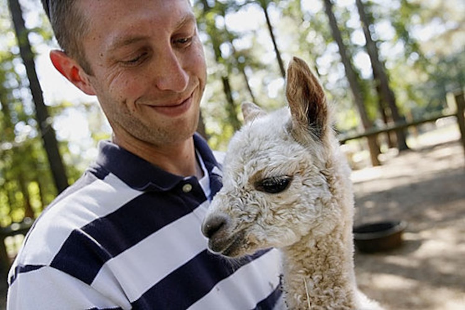 Alpaca farm in Snellville