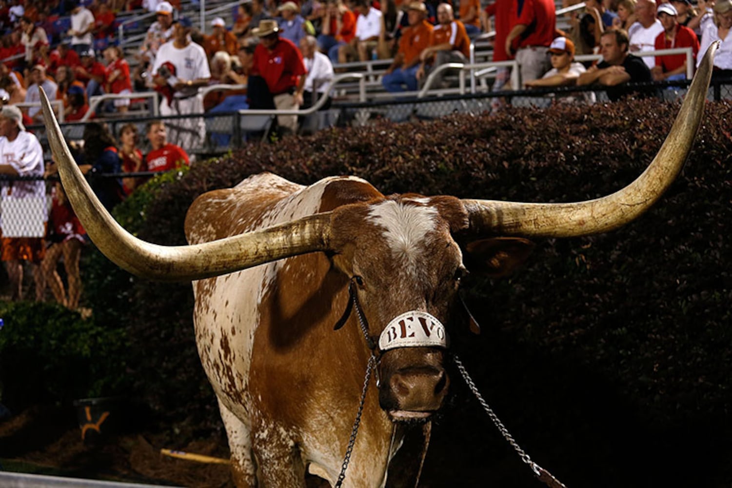 Texas Longhorns