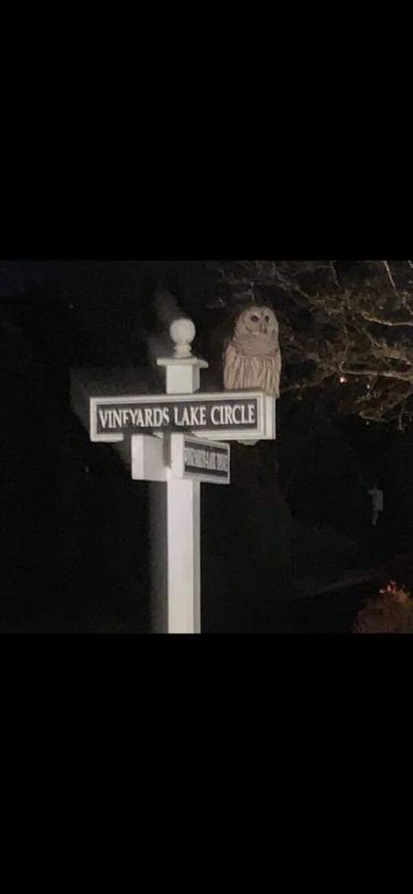 "The beautiful owl is perched on street sign in the middle of town," wrote Sandy Glasgow of Acworth. "The photo was taken by my friend Di. What a great reminder that nature lurks all around us!"