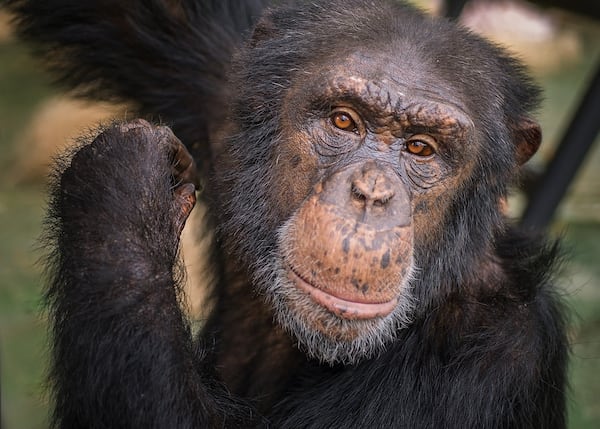 After he moved to the Project Chimps sanctuary, Leo was able to go outside for the first time. Leo was named in a lawsuit to get him and another chimp recognized as persons and released from labs. CONTRIBUTED BY CRYSTAL ALBA / PROJECT CHIMPS