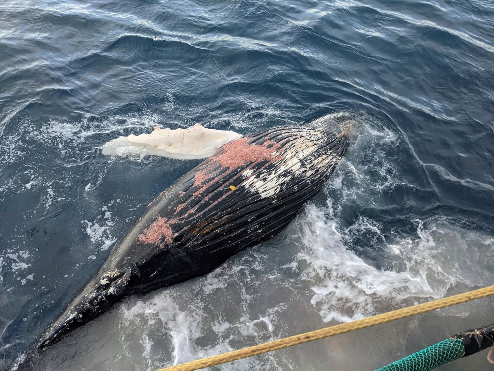 FILE - This photo made by a CCAMLR observer shows the carcass of a humpback whale floating free soon after release from a net during krill trawling by the Norwegian fishing company Aker BioMarine in the Southern Ocean on April 20, 2021. (MRAG via AP, File)