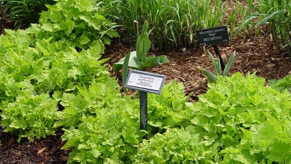 Herbaceous plants aren’t so vulnerable to crown rot but other problems apply. (Maureen Gilmer/TNS)