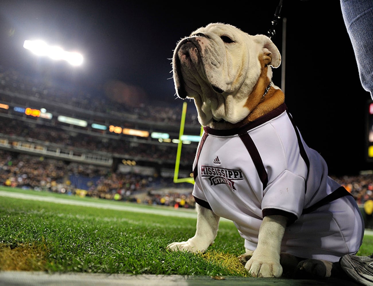 Mississippi State Bulldogs