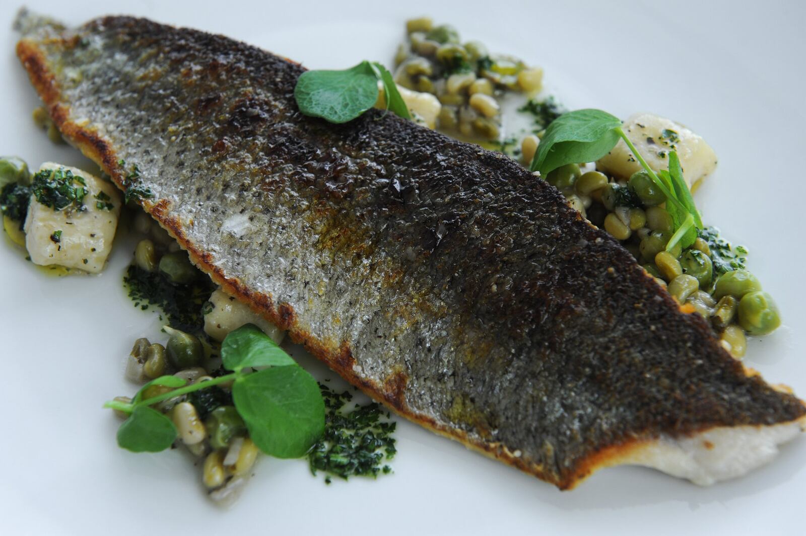 Blue Ridge Trout a la plancha with parmesan gnudi, spring beans, favas, warm herb vinaigrette. (BECKY STEIN PHOTOGRAPHY)