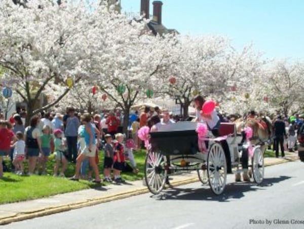 Macon's International Cherry Blossom Festival celebrates the city's over 350,000 Yoshino cherry trees.