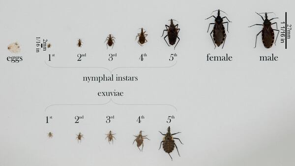 Various triatomine bugs in all life stages, from eggs to nymphs to fully grown adults. A variety of bug species, that share similar traits, are pictured.