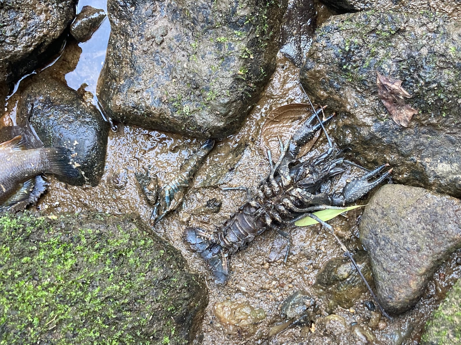 Dead crayfish and fish are shown in the South River on Sept. 9, 2024 near Bouldercrest Road. State environmental officials are investigating the incident that apparently caused the fish kill.