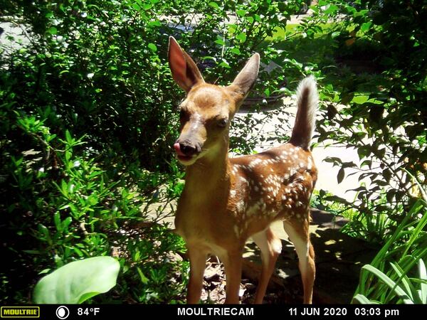 "We've had a faun hanging out in our gardens about every other day for the past week so we set up a wildlife camera to get some photos," wrote Louis Bohn of Alpharetta.