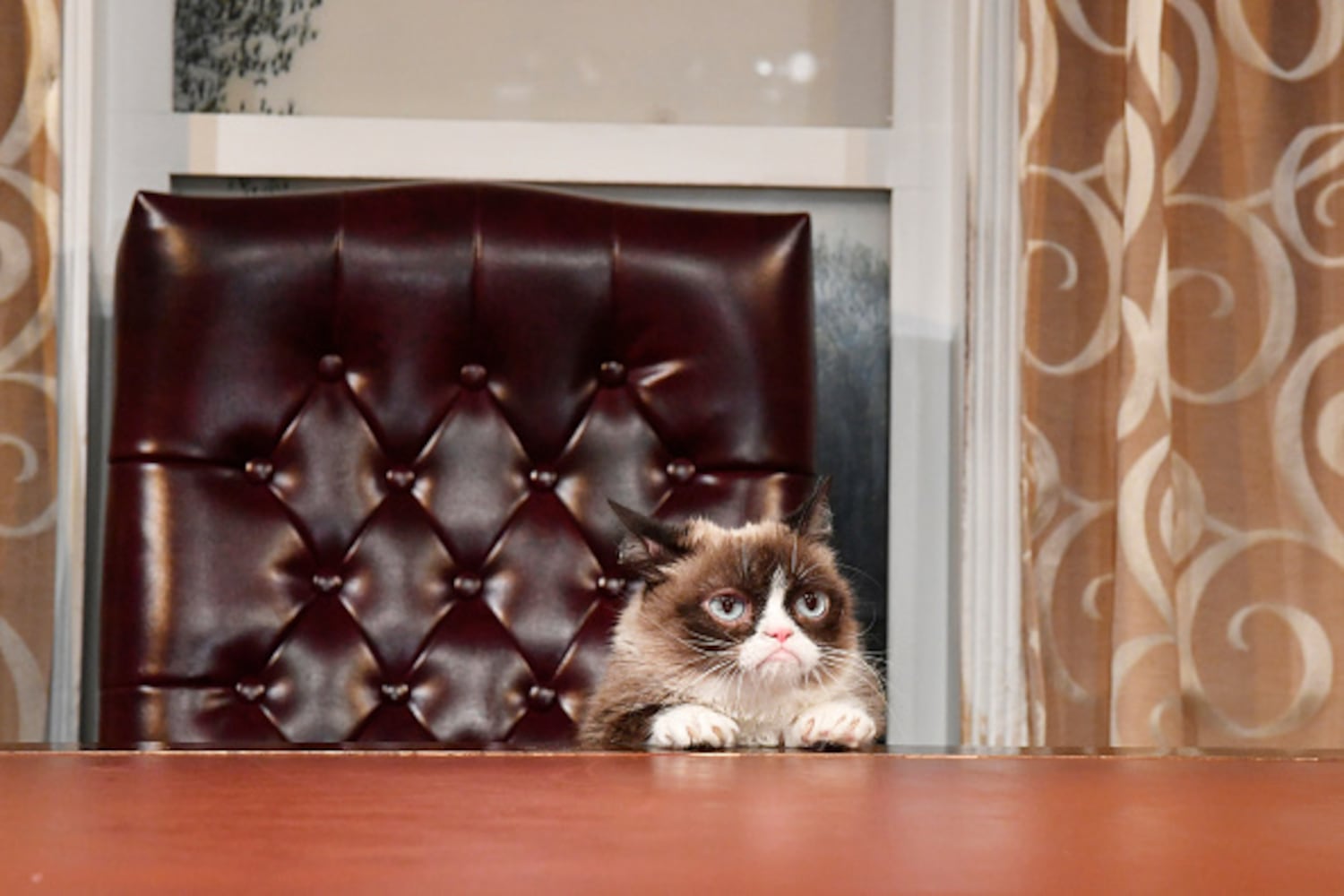 Grumpy cat