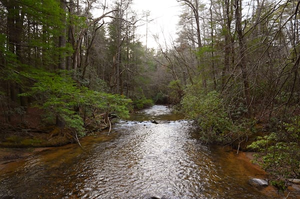 The Amicalola Creek is one of several waterways in the 25,500-acre Dawson Forest Wildlife Management Area that the city's tract represents almost half of. Thursday, January 31, 2025. (Hyosub Shin / AJC)