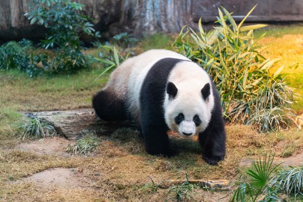 The Beijing-gifted giant panda Ke Ke makes her debut appearance to media in Ocean Park during a preview event in Hong Kong, Monday, Dec. 2, 2024. (AP Photo/Chan Long Hei)