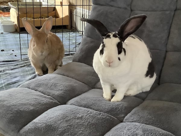 Belle and Apollo Sullivan are the adopted rabbits of AJC subscriber Lori Sullivan. (Courtesy photo)