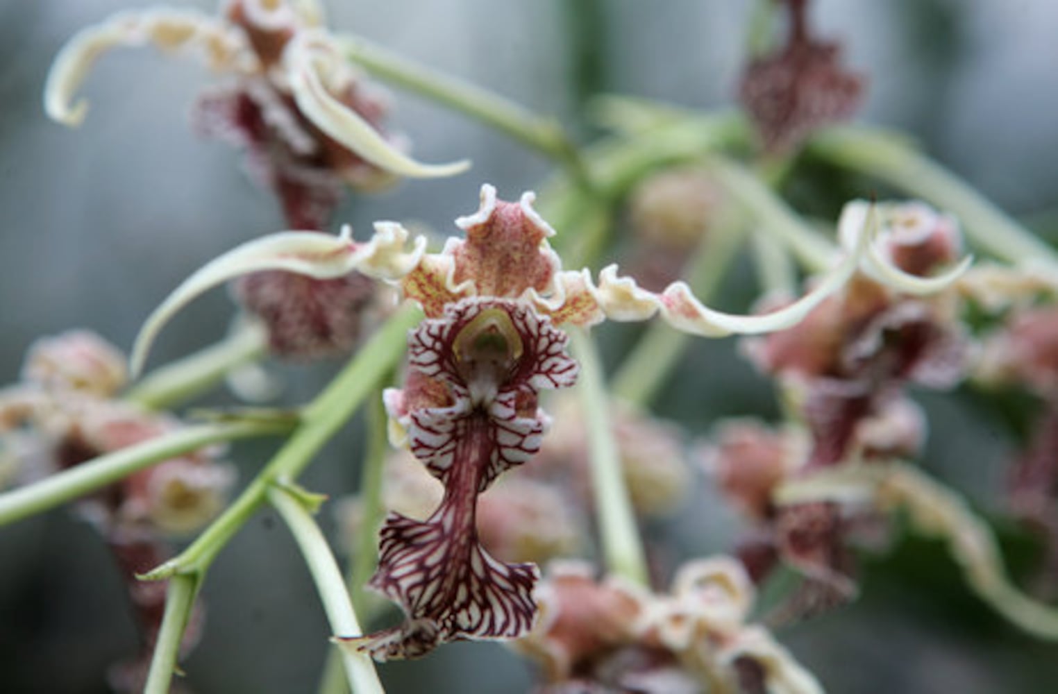 Exhibit puts visitors in 'Orchid Daze'