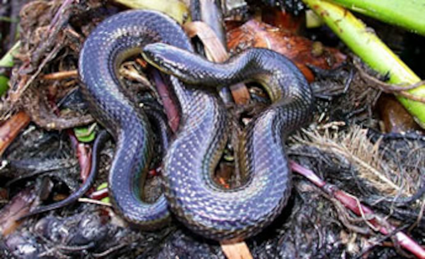 Georgia non-venomous snakes