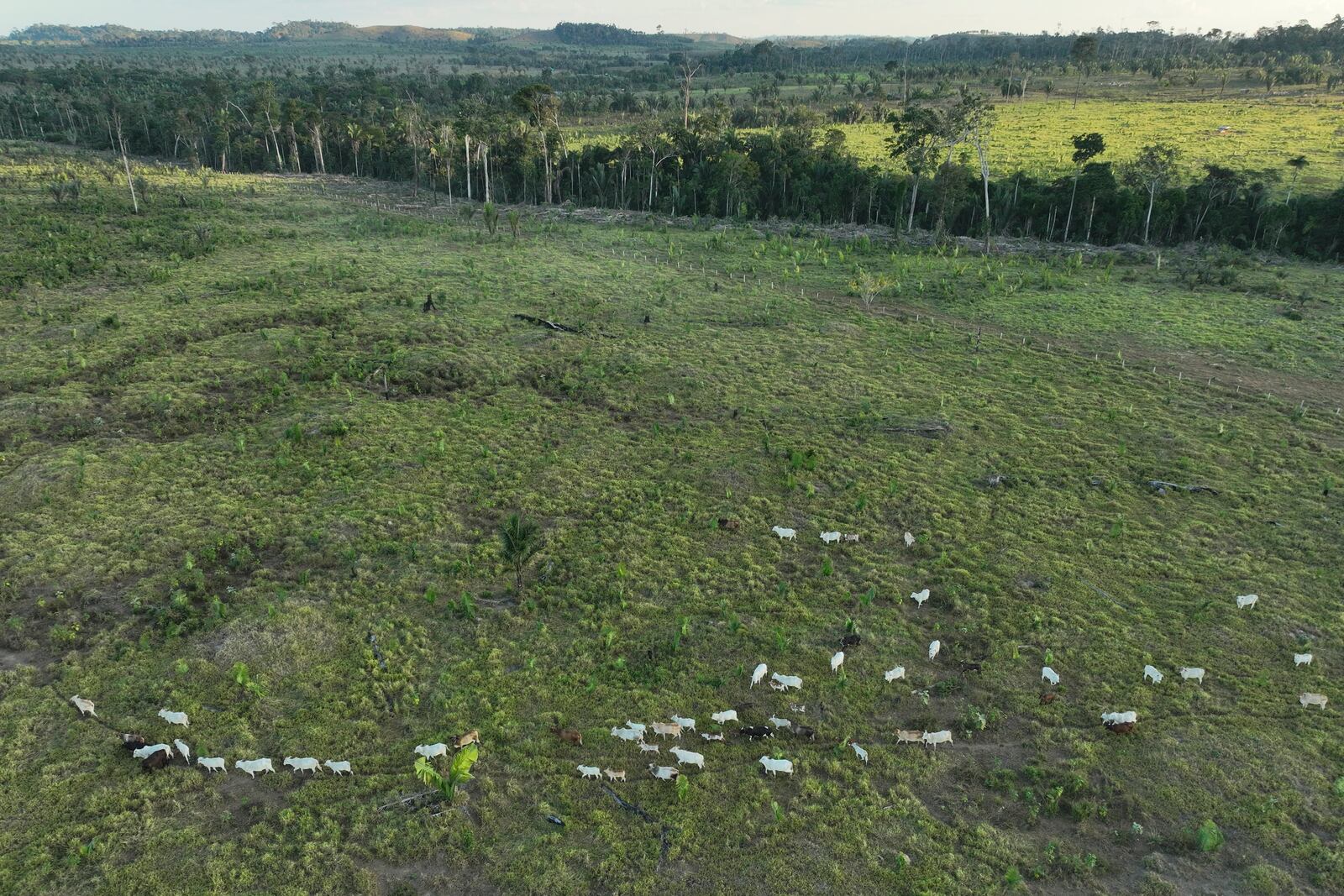 FILE - Cattle walk along an illegally deforested area in an extractive reserve near Jaci-Parana, Rondonia state, Brazil, July 12, 2023. (AP Photo/Andre Penner, File)