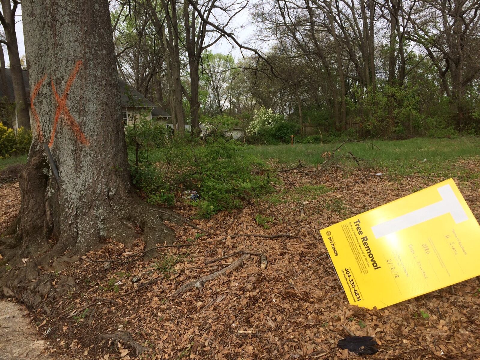 A common sight in Intown neighborhoods: X marks the spot where trees will be felled. 