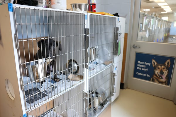 A dog is shown in a shoreline crate outside of the kennels at the Dekalb County Animal Services, Wednesday, September 13, 2023, in Chamblee, Ga. The shoreline crates were added in the hallways of the shelter to house more animals. (Jason Getz / Jason.Getz@ajc.com)