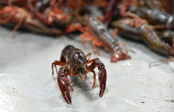 Live crawfish at DeKalb Farmers Market.